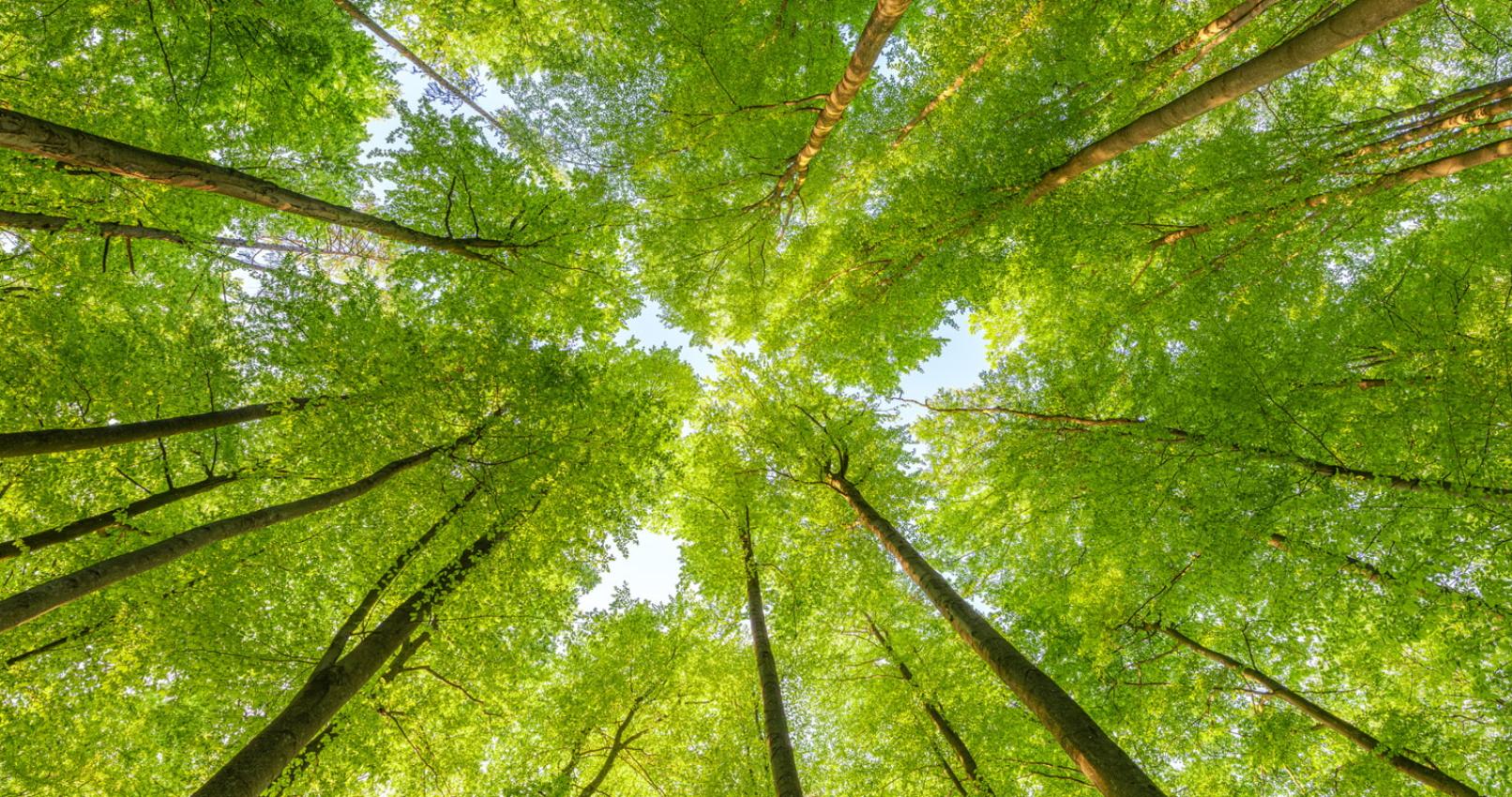 Canopy of trees from below